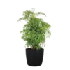 Aralia Ming Live Indoor Outdoor Plant In 10 Inch Premium Sustainable Ecopots Dark Grey Pot With Removeable Drainage Plug