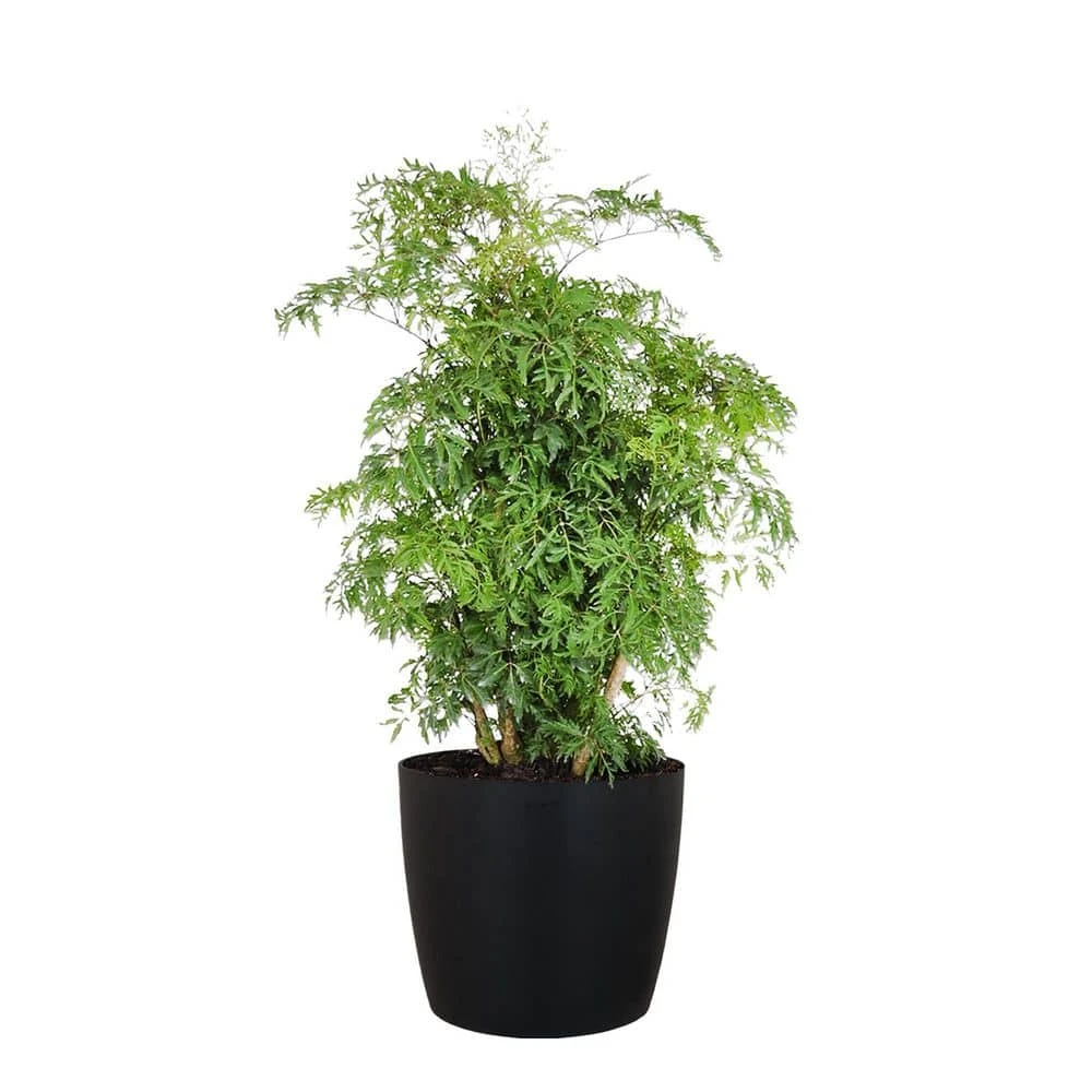 Aralia Ming Live Indoor Outdoor Plant In 10 Inch Premium Sustainable Ecopots Dark Grey Pot With Removeable Drainage Plug 1 Aralia Ming Live Indoor Outdoor Plant In 10 Inch Premium Sustainable Ecopots Dark Grey Pot With Removeable Drainage Plug