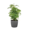 Aralia Ming Live Indoor Outdoor Plant In 10 Inch Premium Sustainable Ecopots Grey Pot With Removeable Drainage Plug