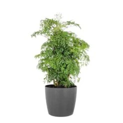 Aralia Ming Live Indoor Outdoor Plant In 10 Inch Premium Sustainable Ecopots Grey Pot With Removeable Drainage Plug