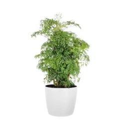 Cat Palm Chamaedorea Cataractarum Indoor Outdoor Live Plant In 10 Inch Premium Ecopots Grey Pot