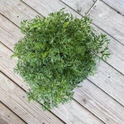 Aralia Ming Live Indoor Outdoor Plant In 10 Inch Premium Sustainable Ecopots Teracotta Pot With Removeable Drainage Plug 6 Aralia Ming Live Indoor Outdoor Plant In 10 Inch Premium Sustainable Ecopots Teracotta Pot With Removeable Drainage Plug -Urban Garden Store united nursery house plants aming10trc 4f 1000