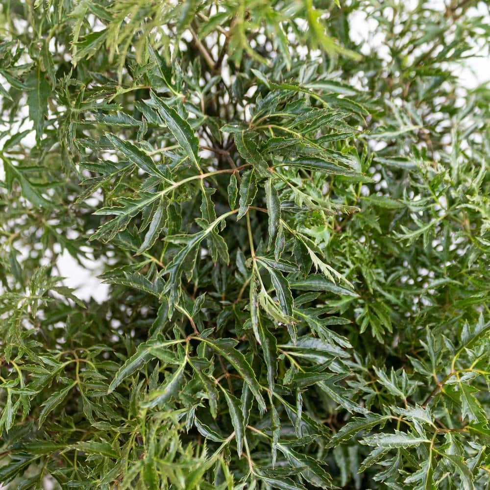 Aralia Ming Live Indoor Outdoor Plant In 10 Inch Premium Sustainable Ecopots Teracotta Pot With Removeable Drainage Plug 2 Aralia Ming Live Indoor Outdoor Plant In 10 Inch Premium Sustainable Ecopots Teracotta Pot With Removeable Drainage Plug - Image 2