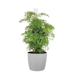 Aralia Ming Indoor Outdoor Live Plant In 10 Inch Premium Sustainable Ecopots White Grey Pot
