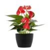 Live Red Anthurium Houseplant In 6 In. Black Eco-Friendly Sustainable Decor Pot