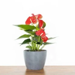 Live Red Anthurium Houseplant In 6 In. Graphite Eco-Friendly Sustainable Decor Pot 5 Live Red Anthurium Houseplant In 6 In. Graphite Eco-Friendly Sustainable Decor Pot -Urban Garden Store united nursery house plants antred6shgry 4f 1000