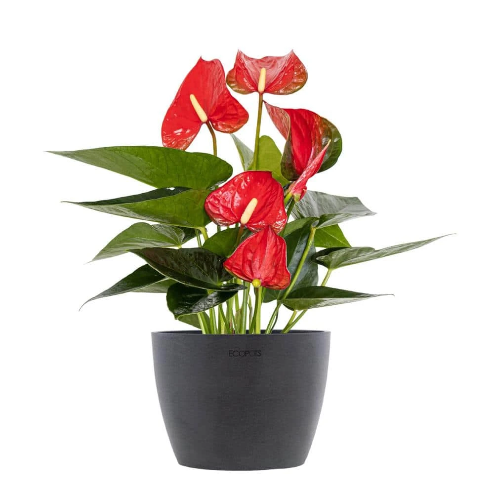 Live Red Anthurium Houseplant In 6 In. Graphite Eco-Friendly Sustainable Decor Pot 1 Live Red Anthurium Houseplant In 6 In. Graphite Eco-Friendly Sustainable Decor Pot
