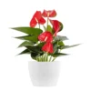 Live Red Anthurium Houseplant In 6 In. White Eco-Friendly Sustainable Decor Pot