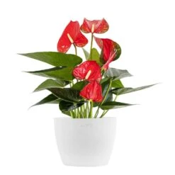 Live Red Anthurium Houseplant In 6 In. White Eco-Friendly Sustainable Decor Pot