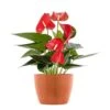 Live Red Anthurium Houseplant In 6 In. Terracotta Eco-Friendly Sustainable Decor Pot