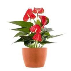 Live Red Anthurium Houseplant In 6 In. Terracotta Eco-Friendly Sustainable Decor Pot