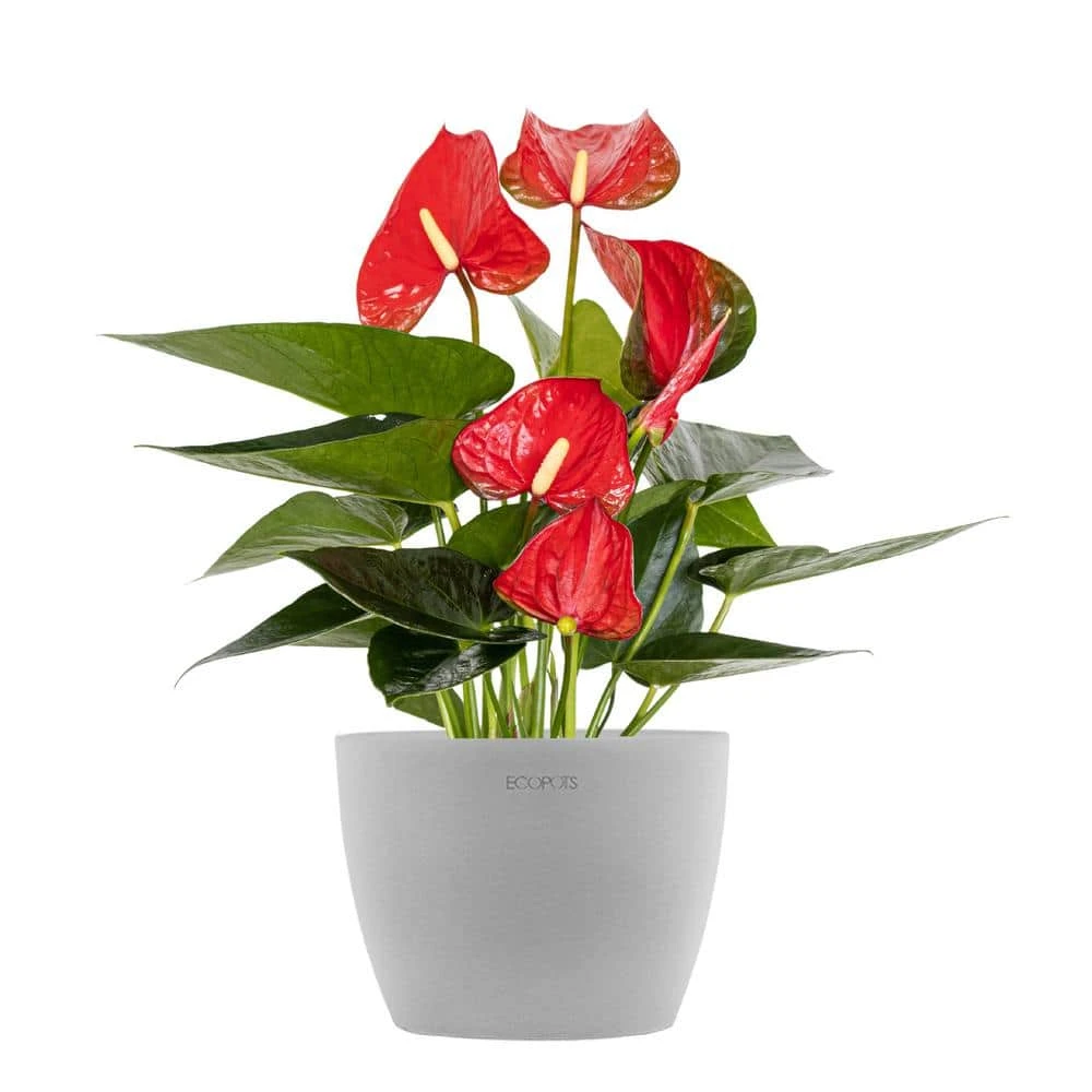 Live Red Anthurium Houseplant In 6 In. Light Grey Eco-Friendly Sustainable Decor Pot 1 Live Red Anthurium Houseplant In 6 In. Light Grey Eco-Friendly Sustainable Decor Pot