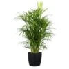 Areca Palm Live Dypsis Lutescens Indoor Outdoor Plant In 10 Inch Premium Sustainable Ecopots Dark Grey Pot