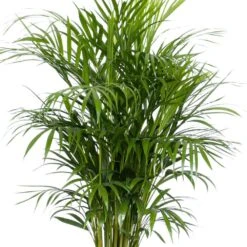 Areca Palm Dypsis Lutescens Live Indoor Outdoor Plant In 10 Inch Premium Sustainable Ecopots Grey Pot -Urban Garden Store united nursery house plants apalm10gray 1f 1000
