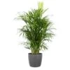Areca Palm Dypsis Lutescens Live Indoor Outdoor Plant In 10 Inch Premium Sustainable Ecopots Grey Pot