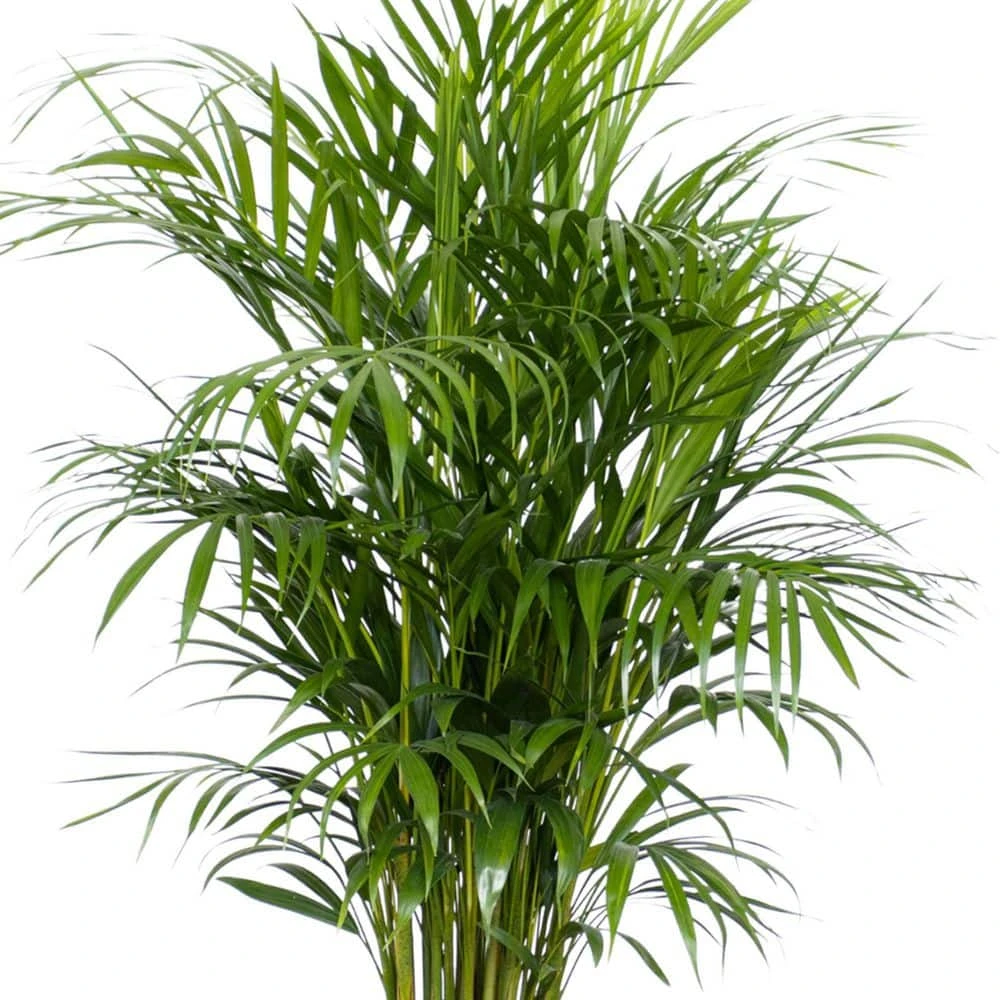 Areca Palm Live Dypsis Lutescens Indoor Outdoor Plant In 10 Inch Premium Sustainable Ecopots Pure White Pot 4 Areca Palm Live Dypsis Lutescens Indoor Outdoor Plant In 10 Inch Premium Sustainable Ecopots Pure White Pot - Image 4