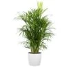 Areca Palm Live Dypsis Lutescens Indoor Outdoor Plant In 10 Inch Premium Sustainable Ecopots Pure White Pot