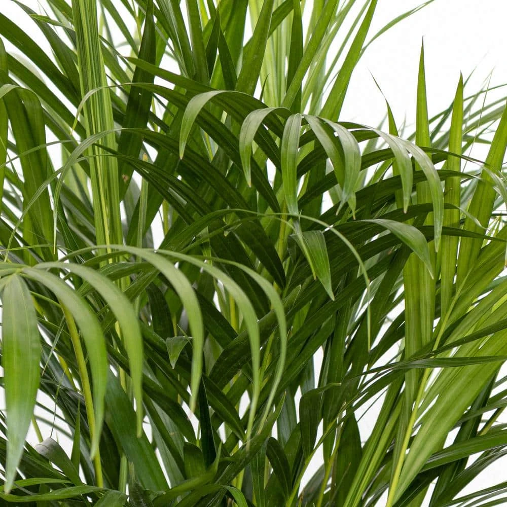 Areca Palm Live Dypsis Lutescens Indoor Outdoor Plant In 10 Inch Premium Sustainable Ecopots Pure White Pot 2 Areca Palm Live Dypsis Lutescens Indoor Outdoor Plant In 10 Inch Premium Sustainable Ecopots Pure White Pot - Image 2