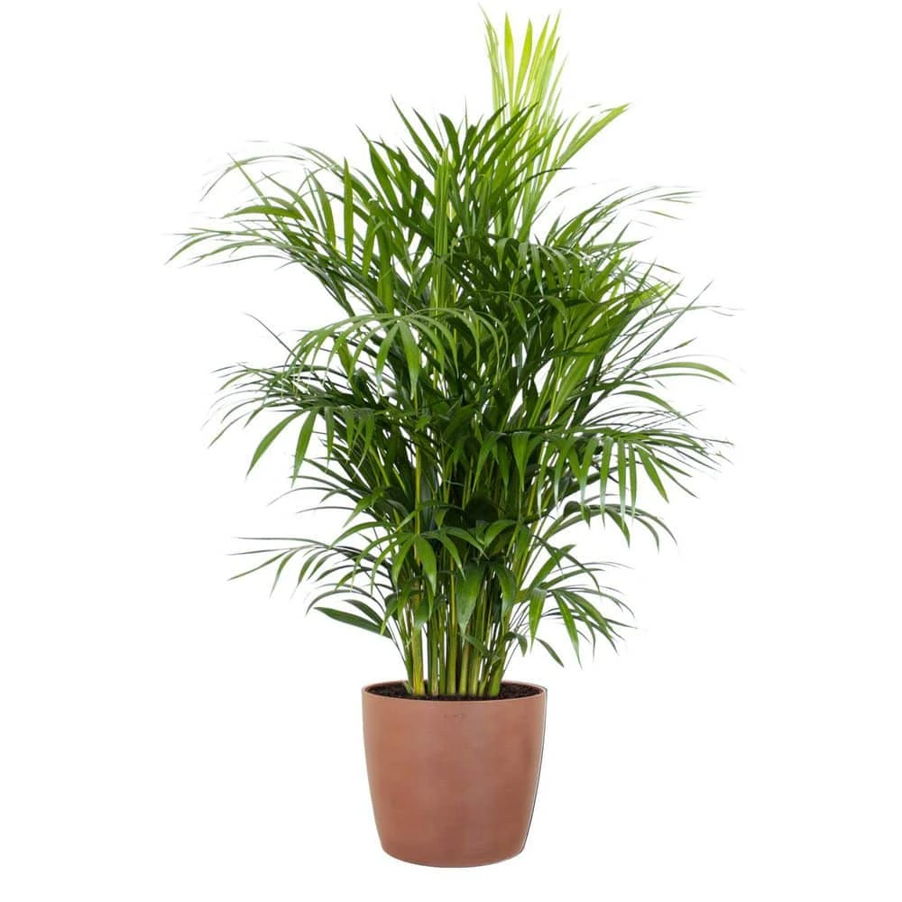 Areca Palm Dypsis Lutescens Indoor Outdoor Live Plant In 10 Inch Premium Sustainable Ecopots Terracotta Pot 1 Areca Palm Dypsis Lutescens Indoor Outdoor Live Plant In 10 Inch Premium Sustainable Ecopots Terracotta Pot