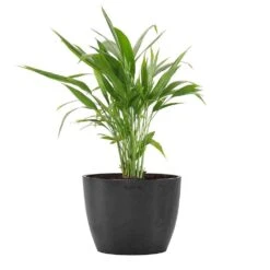 Areca Palm Dypsis Lutescens Live Plant In 6 Inch Premium Sustainable Ecopots Dark Grey Pot With Removeable Drainage Plug