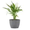 Areca Palm Dypsis Lutescens Live Plant In 6 Inch Premium Sustainable Ecopots Grey Pot With Removeable Drainage Plug