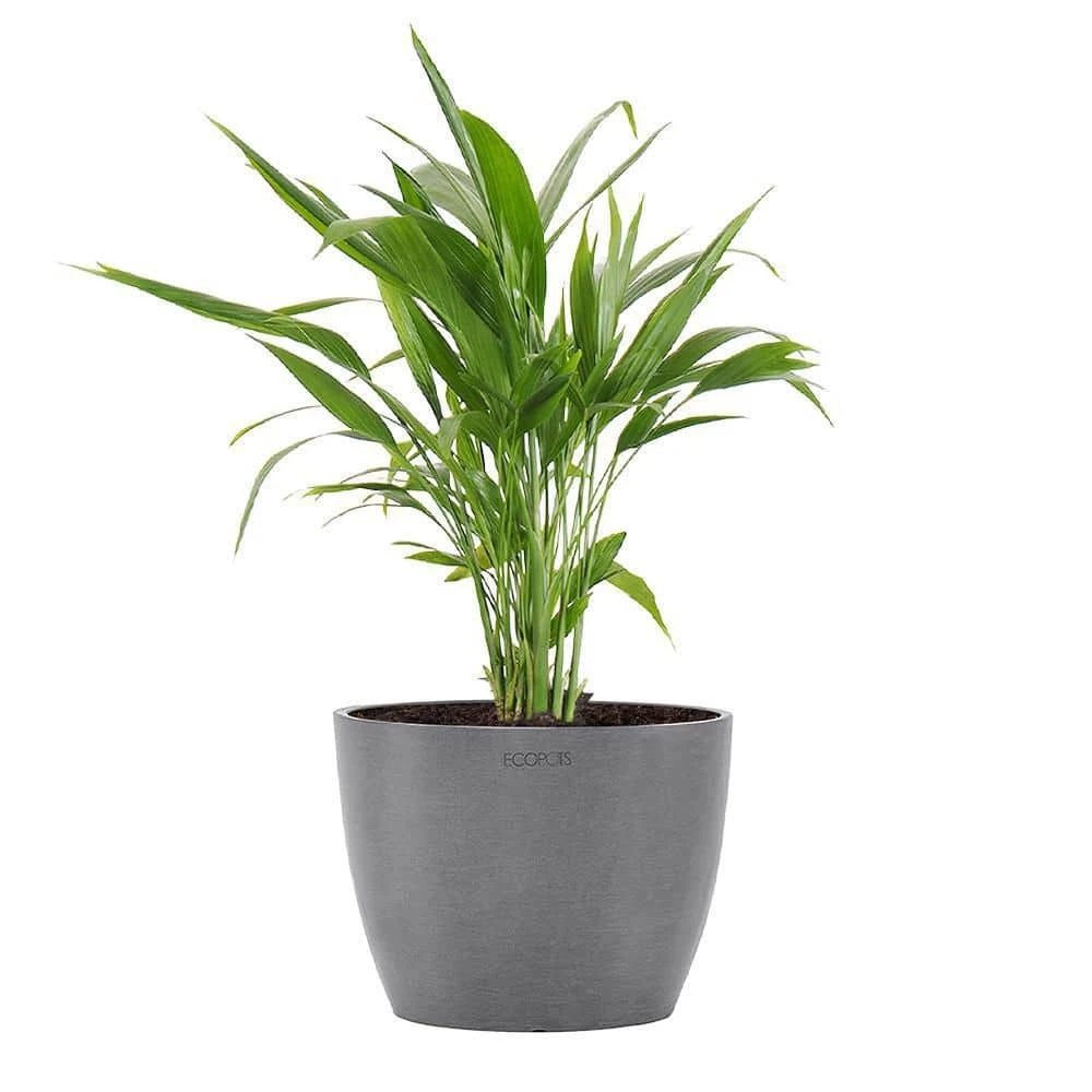 Areca Palm Dypsis Lutescens Live Plant In 6 Inch Premium Sustainable Ecopots Grey Pot With Removeable Drainage Plug 1 Areca Palm Dypsis Lutescens Live Plant In 6 Inch Premium Sustainable Ecopots Grey Pot With Removeable Drainage Plug