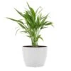 Areca Palm Dypsis Lutescens Live Plant In 6 Inch Premium Sustainable Ecopots Pure White Pot