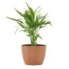 Areca Palm Dypsis Lutescens Live Plant In 6 Inch Premium Sustainable Ecopots Terracotta Pot