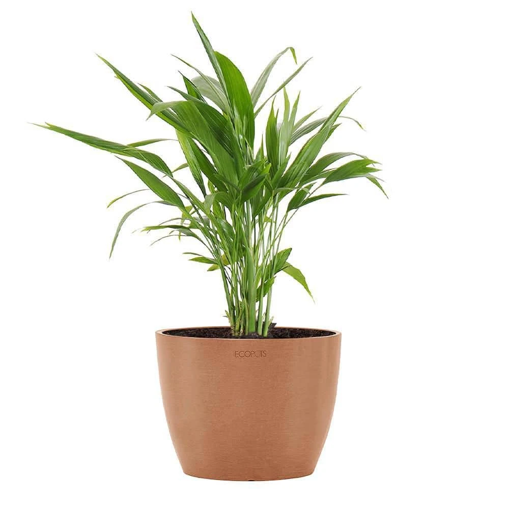 Areca Palm Dypsis Lutescens Live Plant In 6 Inch Premium Sustainable Ecopots Terracotta Pot 1 Areca Palm Dypsis Lutescens Live Plant In 6 Inch Premium Sustainable Ecopots Terracotta Pot