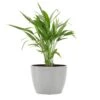 Areca Palm Dypsis Lutescens Live Plant In 6 Inch Premium Sustainable Ecopots White Grey Pot