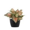 Aglaonema Ruby Ray Live Chineese Evergreen In 6 Inch Premium Sustainable Ecopots Dark Grey Pot