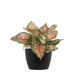 Aglaonema Ruby Ray Live Chineese Evergreen In 6 Inch Premium Sustainable Ecopots Dark Grey Pot