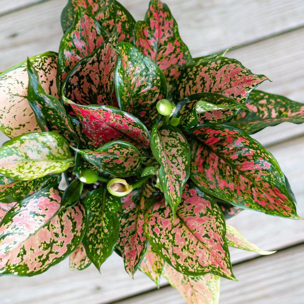 Aglaonema Ruby Ray Live Chinese Evergreen In 6 In. Premium Sustainable Ecopots Grey Pot With Removeable Drainage Plug 3 Aglaonema Ruby Ray Live Chinese Evergreen In 6 In. Premium Sustainable Ecopots Grey Pot With Removeable Drainage Plug - Image 3