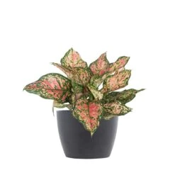 Aglaonema Ruby Ray Live Chinese Evergreen In 6 In. Premium Sustainable Ecopots Grey Pot With Removeable Drainage Plug