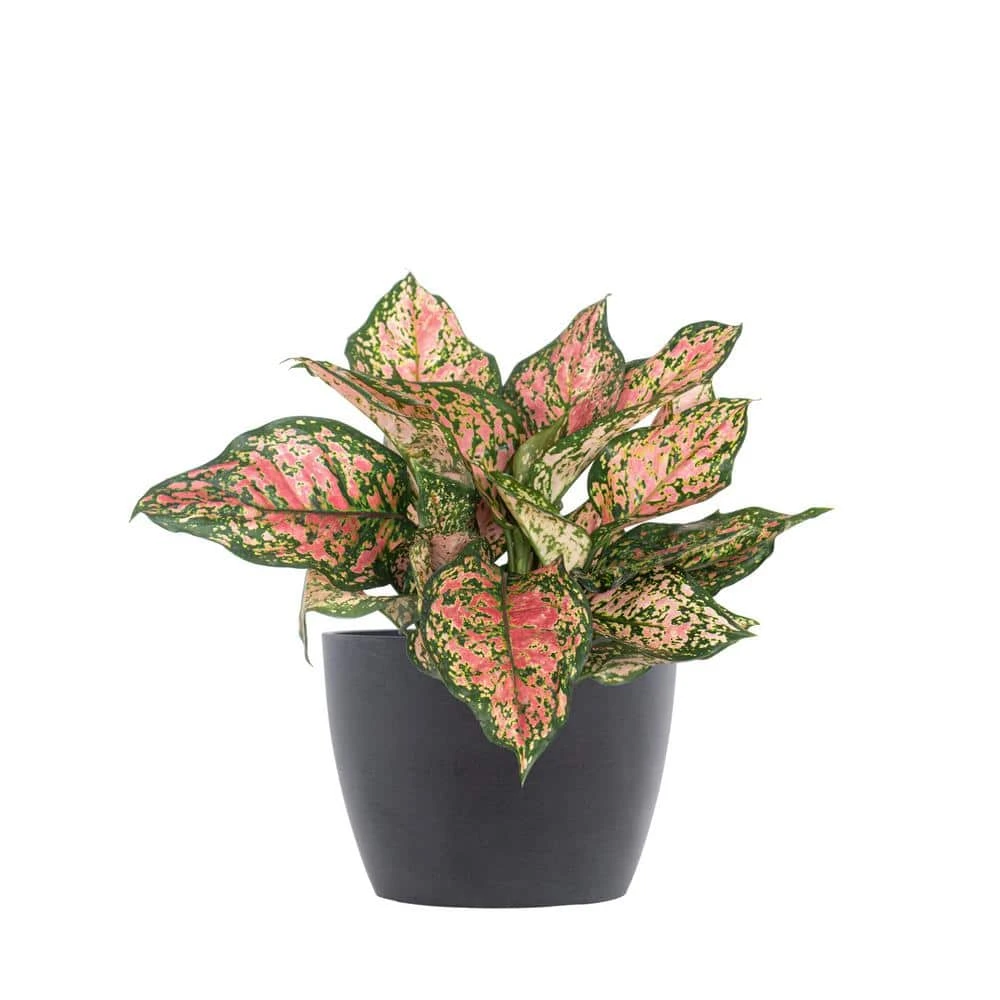 Aglaonema Ruby Ray Live Chinese Evergreen In 6 In. Premium Sustainable Ecopots Grey Pot With Removeable Drainage Plug 1 Aglaonema Ruby Ray Live Chinese Evergreen In 6 In. Premium Sustainable Ecopots Grey Pot With Removeable Drainage Plug