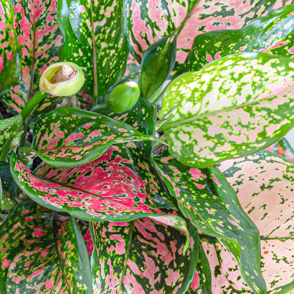 Aglaonema Ruby Ray Live Chinese Evergreen In 6 In. Premium Sustainable Ecopots Grey Pot With Removeable Drainage Plug 2 Aglaonema Ruby Ray Live Chinese Evergreen In 6 In. Premium Sustainable Ecopots Grey Pot With Removeable Drainage Plug - Image 2