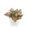 Aglaonema Ruby Ray Live Chinese Evergreen In 6 In. Premium Sustainable Ecopots Pure White Pot