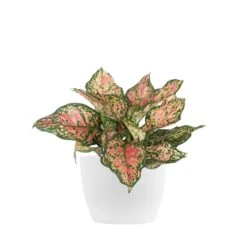 Aglaonema Ruby Ray Live Chinese Evergreen In 6 In. Premium Sustainable Ecopots Pure White Pot
