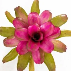Live Bromeliad Neoregelia Plant 'Puppy Love' 6 In. GP 5 Live Bromeliad Neoregelia Plant 'Puppy Love' 6 In. GP -Urban Garden Store united nursery house plants broneopl6gp 4f 1000