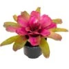 Live Bromeliad Neoregelia Plant 'Puppy Love' 6 In. GP