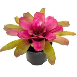 Live Bromeliad Neoregelia Plant 'Puppy Love' 6 In. GP