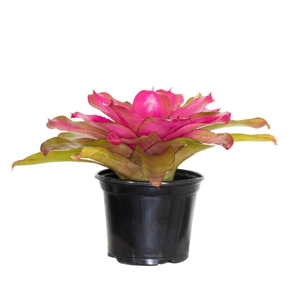 Live Bromeliad Neoregelia Plant 'Puppy Love' 6 In. GP 2 Live Bromeliad Neoregelia Plant 'Puppy Love' 6 In. GP - Image 2