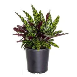 Live Calathea Rattlesnake Prayer Plant Goeppertia Insignis In 10 In. Grower Pot