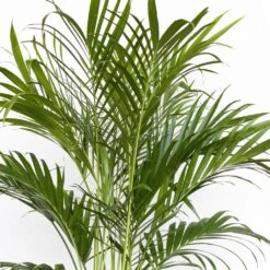 Cat Palm Chamaedorea Cataractarum Live Plant In 10 Inch Premium Sustainable Ecopots Dark Grey Pot 8 Cat Palm Chamaedorea Cataractarum Live Plant In 10 Inch Premium Sustainable Ecopots Dark Grey Pot -Urban Garden Store united nursery house plants cpalm10dg 1f 1000