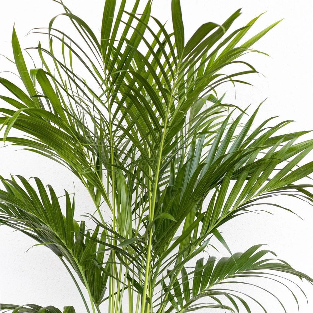 Cat Palm Chamaedorea Cataractarum Live Plant In 10 Inch Premium Sustainable Ecopots Dark Grey Pot 4 Cat Palm Chamaedorea Cataractarum Live Plant In 10 Inch Premium Sustainable Ecopots Dark Grey Pot - Image 4