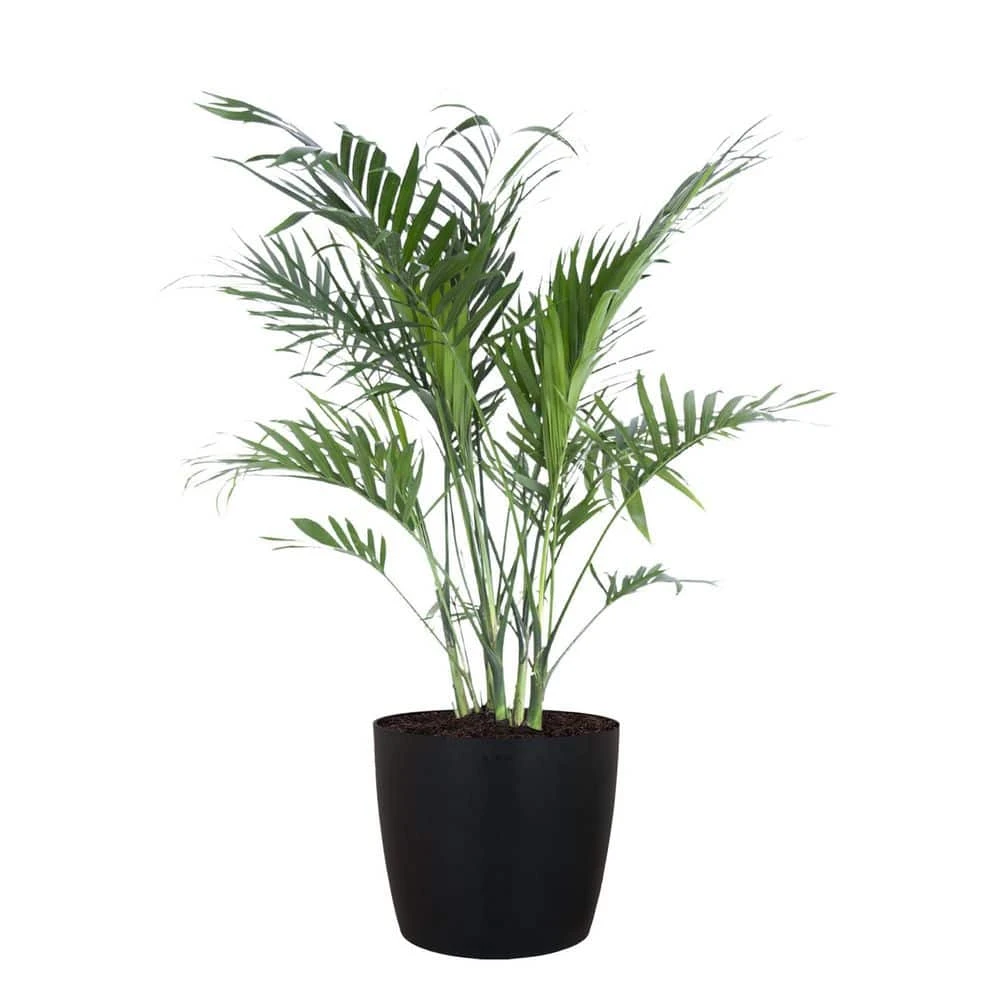Cat Palm Chamaedorea Cataractarum Live Plant In 10 Inch Premium Sustainable Ecopots Dark Grey Pot 1 Cat Palm Chamaedorea Cataractarum Live Plant In 10 Inch Premium Sustainable Ecopots Dark Grey Pot