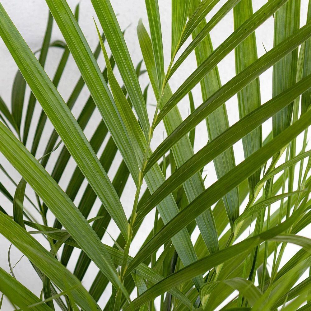 Cat Palm Chamaedorea Cataractarum Live Plant In 10 Inch Premium Sustainable Ecopots Dark Grey Pot 2 Cat Palm Chamaedorea Cataractarum Live Plant In 10 Inch Premium Sustainable Ecopots Dark Grey Pot - Image 2