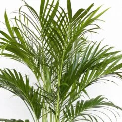 Cat Palm Live Indoor Outdoor Plant In 10 In. Premium Ecopots Terracotta 10 Cat Palm Live Indoor Outdoor Plant In 10 In. Premium Ecopots Terracotta -Urban Garden Store united nursery house plants cpalm10trc 1f 1000