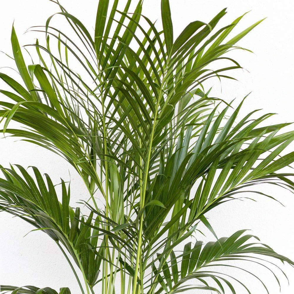 Cat Palm Live Indoor Outdoor Plant In 10 In. Premium Ecopots Terracotta 4 Cat Palm Live Indoor Outdoor Plant In 10 In. Premium Ecopots Terracotta - Image 4