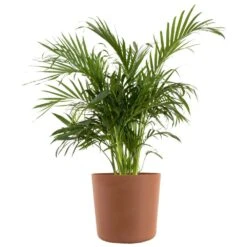 Cat Palm Live Indoor Outdoor Plant In 10 In. Premium Ecopots Terracotta